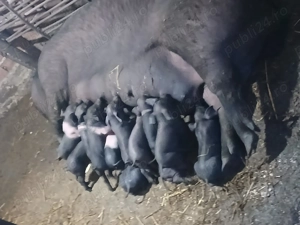 Se vinde urgent - imagine 2