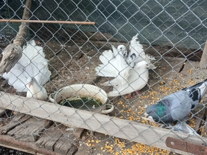 Se vinde urgent - imagine 3