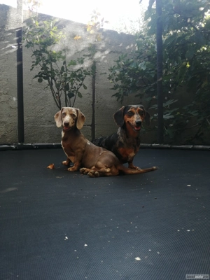 Are cineva un mascul de teckel? 