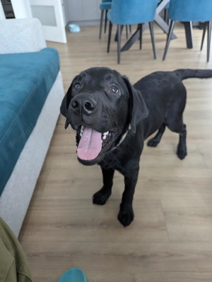 Vand mascul labrador rasa pura negru