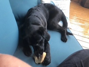 Vand mascul labrador rasa pura negru  - imagine 2