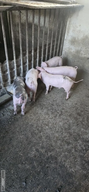 Purcei 11 saptamani Petrain x Maximus