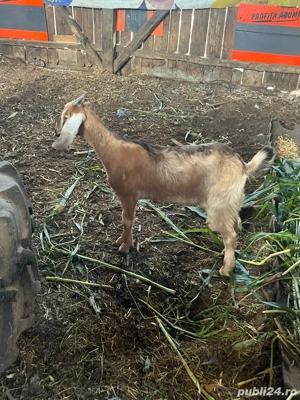 ieduță anglo nubiana  - imagine 4