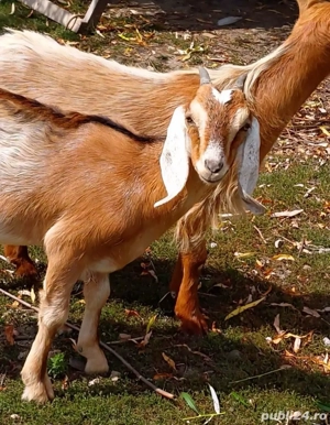 ieduță anglo nubiana 