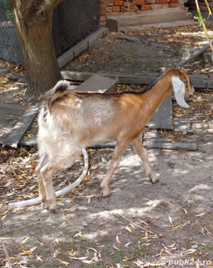 ieduță anglo nubiana  - imagine 2