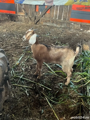 ieduță anglo nubiana  - imagine 3