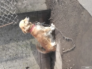 Donez cațelușă tânără  - imagine 3 Donez cațelușă tânără  - imagine 3