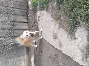 Donez cațelușă tânără  - imagine 2 Donez cațelușă tânără  - imagine 2