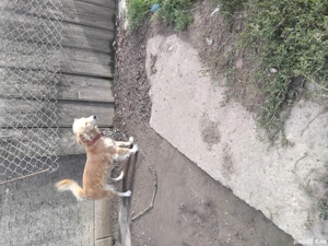 Donez cațelușă tânără 