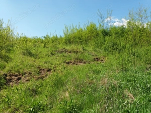 Teren intravilan Viforata, vedere deosebita, 2640mp - imagine 7