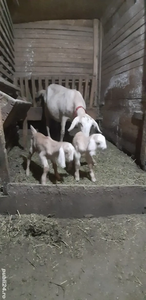 Capra Anglo Nubian Metis