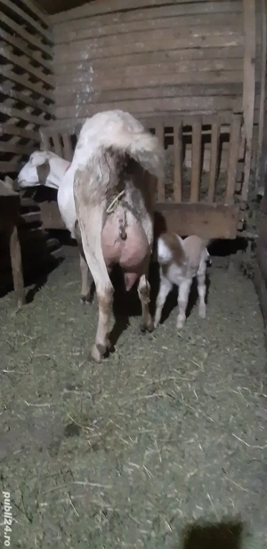 Capra Anglo Nubian Metis - imagine 2