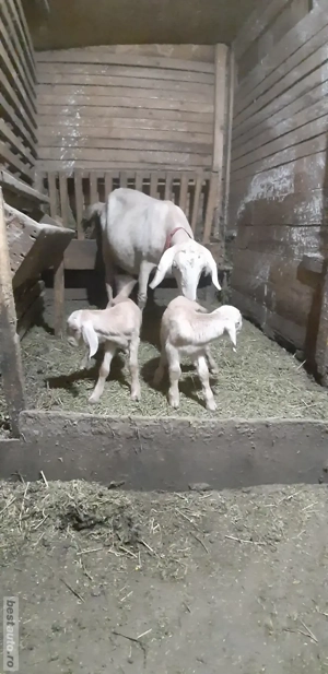 Capra Anglo Nubian Metis - imagine 4