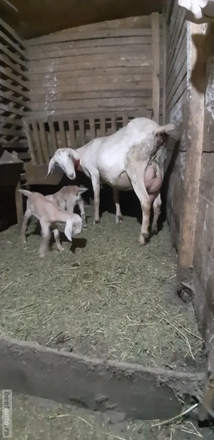 Capra Anglo Nubian Metis - imagine 3