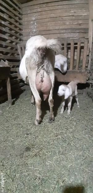 Capra Anglo Nubian Metis - imagine 5