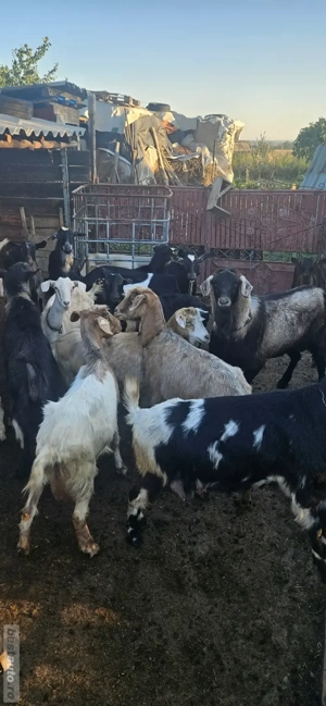 țap tânăr bun  de monta si 4 capre bune de lapte - imagine 5