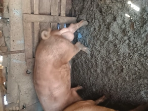 Vier duroc  de vanzare - imagine 2 Vier duroc  de vanzare - imagine 2