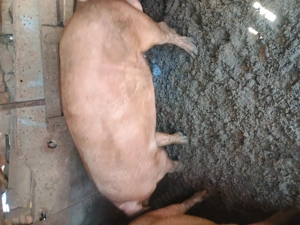 Vier duroc  de vanzare - imagine 4 Vier duroc  de vanzare - imagine 4