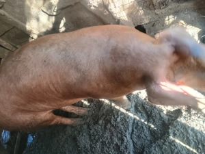 Vier duroc  de vanzare - imagine 3 Vier duroc  de vanzare - imagine 3