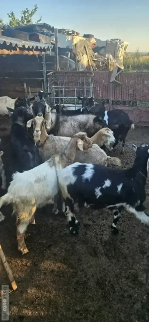 țap tânăr bun  de monta si 4 capre bune de lapte - imagine 4