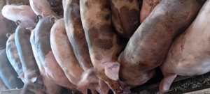 Porci grasi de craciun 