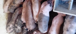 Porci  grasi 100 - imagine 3 Porci  grasi 100 - imagine 3