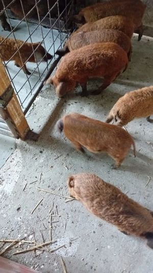 Purcei de mangalita - imagine 2