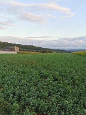 Teren pentru construcție în comuna Pătrauti