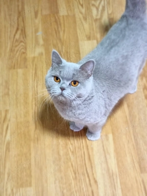 Femelă Brithis  Lilac - imagine 2 Femelă Brithis  Lilac - imagine 2