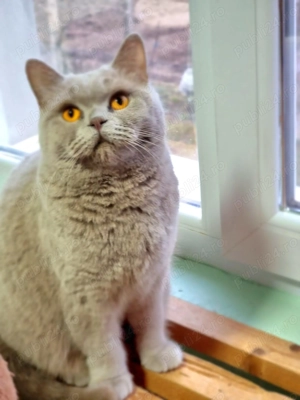 Femelă Brithis  Lilac