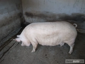 Vînd porc Marele Alb - imagine 3
