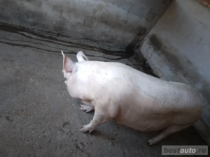 Vînd porc Marele Alb - imagine 2