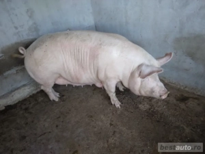 Vînd porc Marele Alb - imagine 5