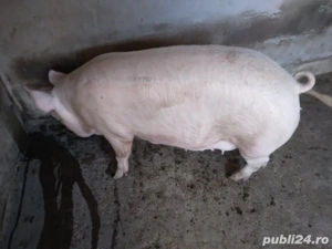 Vînd porc Marele Alb - imagine 4