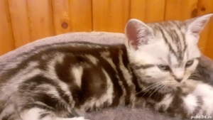 Pui british short hair silver tabby top  - imagine 3 Pui british short hair silver tabby top  - imagine 3