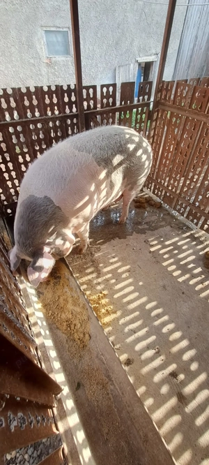 Vand scroafa pentru sacrificat  - imagine 3 Vand scroafa pentru sacrificat  - imagine 3