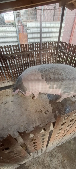 Vand scroafa pentru sacrificat  - imagine 2 Vand scroafa pentru sacrificat  - imagine 2