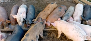 vand purcei - imagine 3