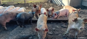 vand purcei - imagine 2