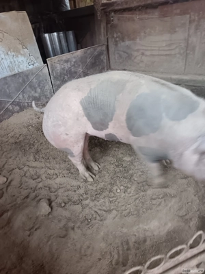 vand doi porci mari - imagine 3