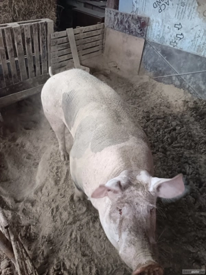 vand doi porci mari - imagine 4