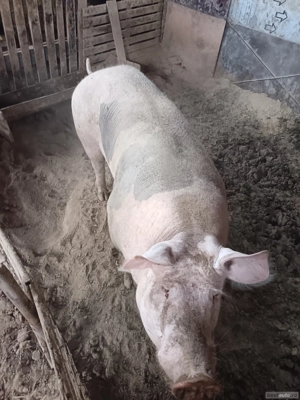 vand doi porci mari - imagine 2