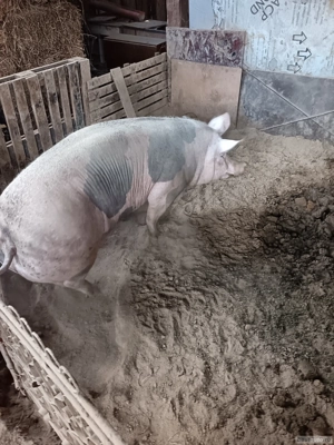 vand doi porci mari - imagine 5