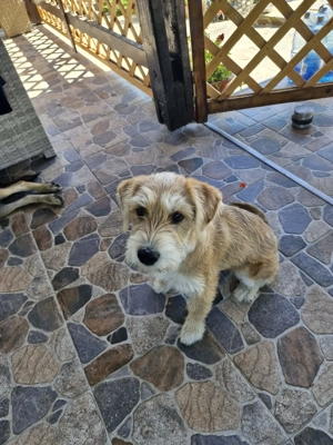 Terrier spre adoptie - 4 luni, vaccinat, deparazitat - imagine 3