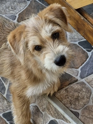 Terrier spre adoptie - 4 luni, vaccinat, deparazitat