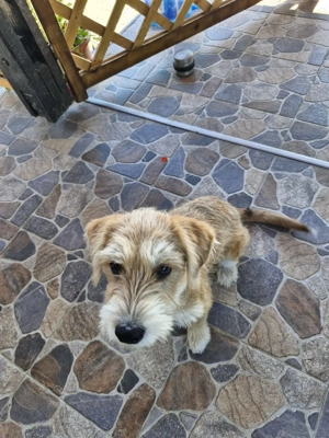 Terrier spre adoptie - 4 luni, vaccinat, deparazitat - imagine 4