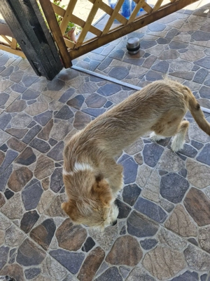 Terrier spre adoptie - 4 luni, vaccinat, deparazitat - imagine 5