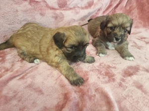 Bichon Havanez 8 aaptamani - imagine 3 Bichon Havanez 8 aaptamani - imagine 3