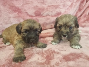 Bichon Havanez 8 aaptamani