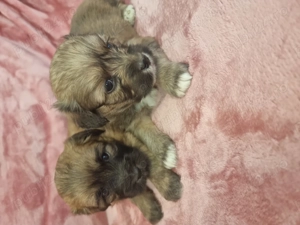 Bichon Havanez 8 aaptamani - imagine 4 Bichon Havanez 8 aaptamani - imagine 4